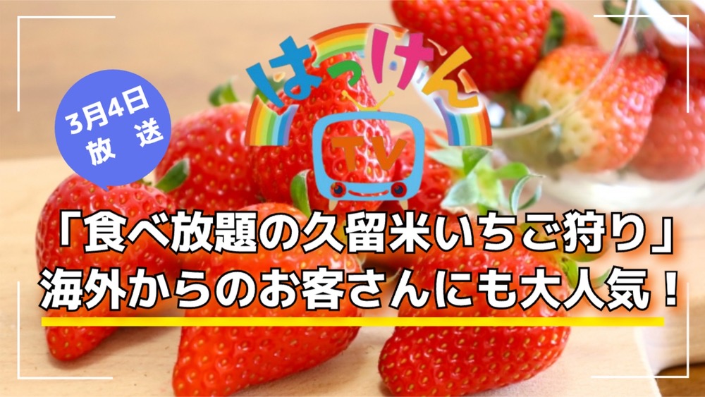 「食べ放題の久留米いちご狩り」海外からのお客さんにも大人気！はっけんTV