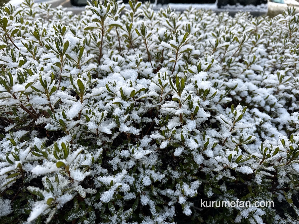 2025年2月5日 久留米市で雪が積もる