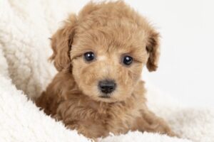 「犬の家 シュロアモール筑紫野店」6月オープン！ペットショップ