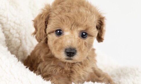 「犬の家 シュロアモール筑紫野店」6月オープン！ペットショップ