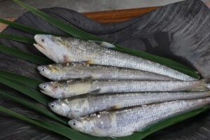 久留米市 初夏の風物詩「エツ漁」5月1日解禁 希少な魚 エツ料理を期間限定で味わえる！