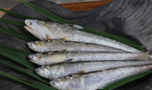 久留米市 初夏の風物詩「エツ漁」5月1日解禁 希少な魚 エツ料理を期間限定で味わえる！