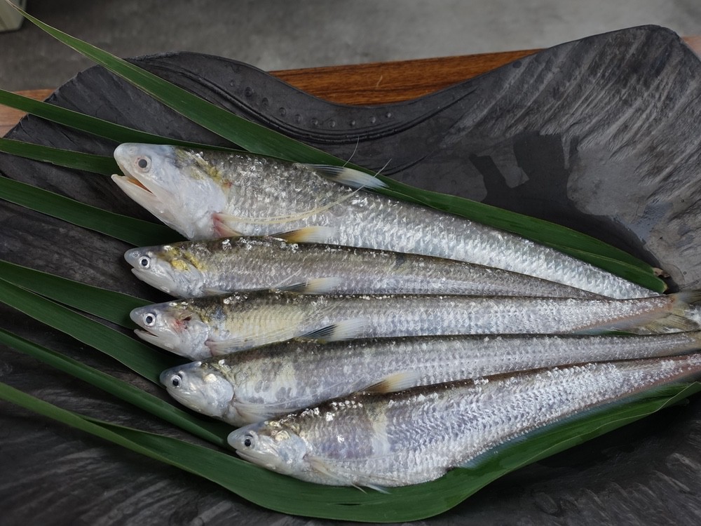 久留米市 初夏の風物詩「エツ漁」5月1日解禁 希少な魚 エツ料理を期間限定で味わえる！