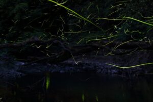 久留米市「一ノ瀬親水公園ホタルまつり2025」久留米でホタルが舞うスポット