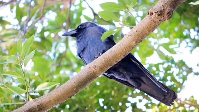 久留米市 カラスによる被害情報 カラスに襲われないよう注意