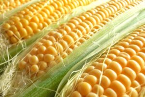 久留米「野村農園スイートコーン販売会2025」ドライブスルー方式で販売