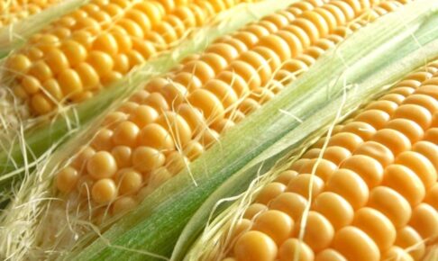 久留米「野村農園スイートコーン販売会2025」ドライブスルー方式で販売