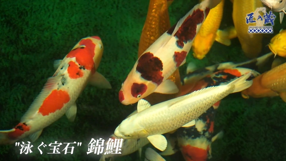 久留米市「尾形養鯉場」を放送！観賞魚として国内外多くの愛好家を持つ『錦鯉』匠の蔵