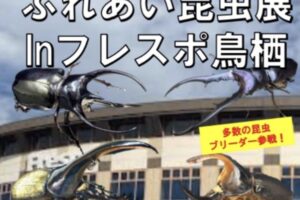 「ふれあい昆虫展inフレスポ鳥栖」多数の昆虫ブリーダー参戦！海外昆虫が当たる抽選会