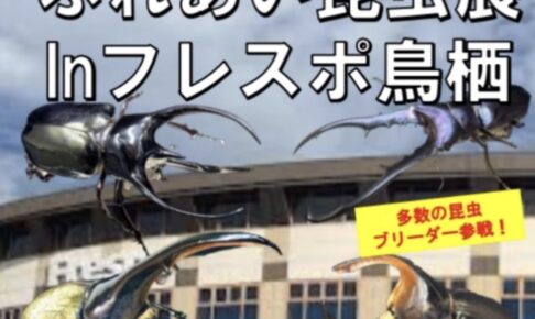 「ふれあい昆虫展inフレスポ鳥栖」多数の昆虫ブリーダー参戦！海外昆虫が当たる抽選会