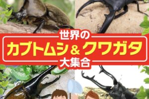 久留米市「世界のカブトムシ＆クワガタ大集合」展示とふれあいコーナー
