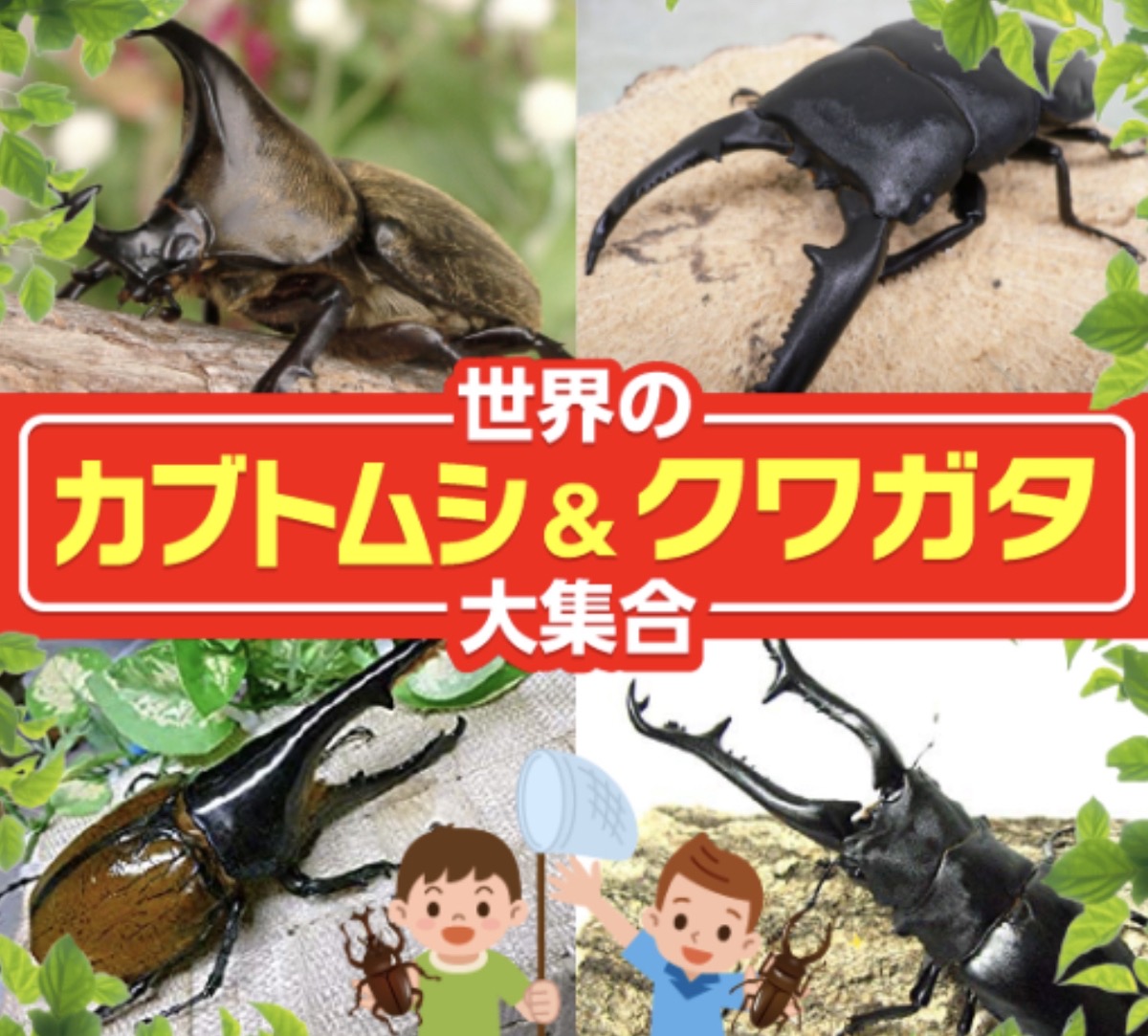 久留米市「世界のカブトムシ＆クワガタ大集合」展示とふれあいコーナー