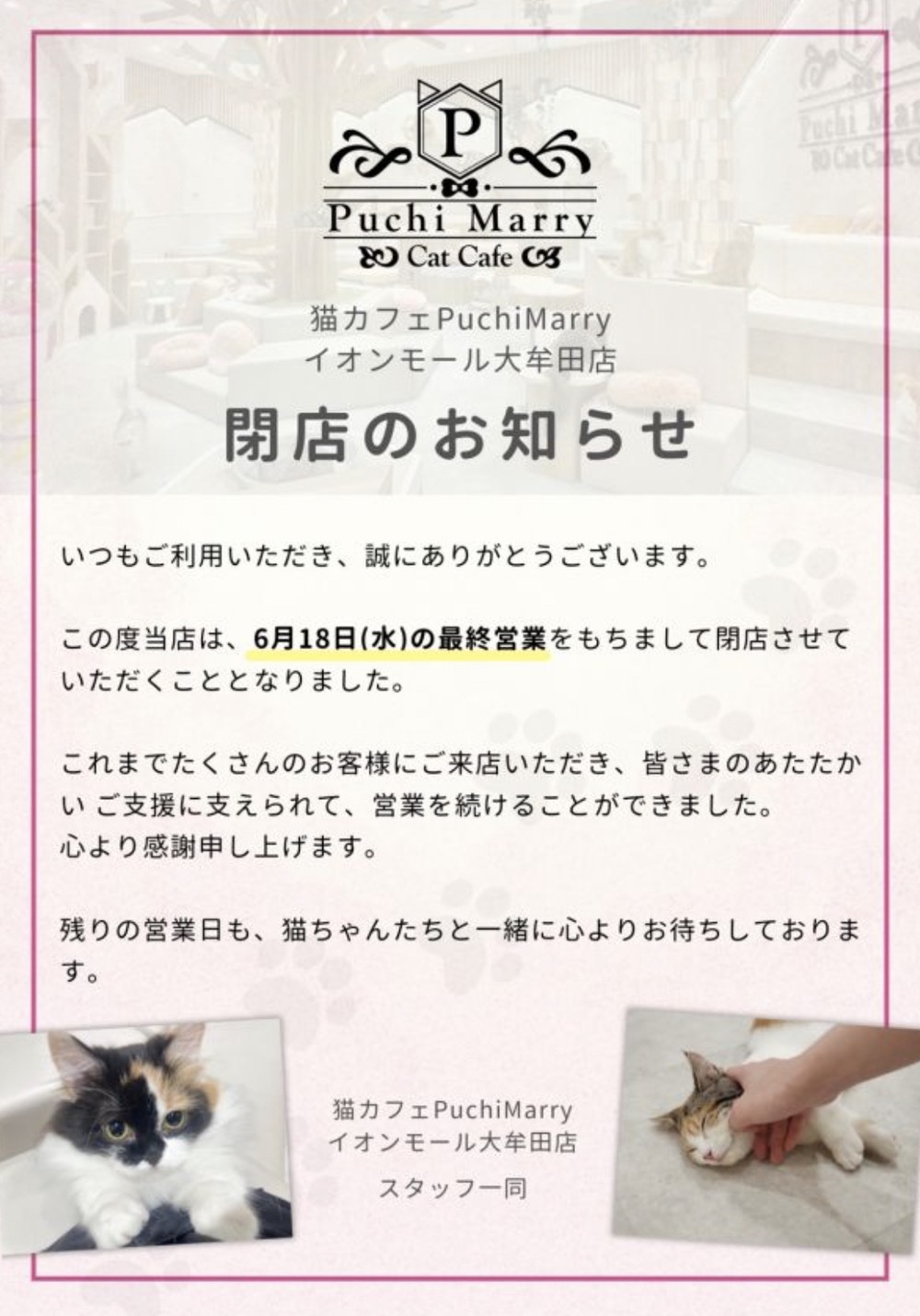 猫カフェPuchiMarryイオンモール大牟田店 閉店のお知らせ 猫カフェPuchiMarryイオンモール大牟田店 閉店のお知らせ