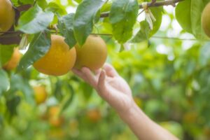 久留米市「藤山の梨狩り」梨園で開催！甘くてシャキシャキの梨