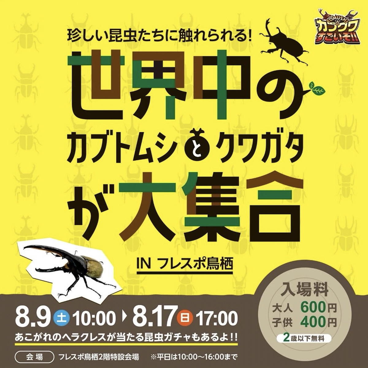 世界中のカブトムシ・クワガタが大集合！TOMUSHIのカブクワすごいぞ!!