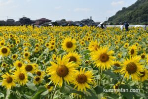 道の駅 原鶴「ひまわりフェア2025」切り取り販売や対面販売など【朝倉市】