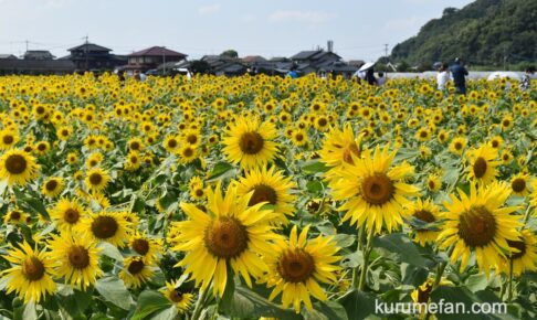 道の駅 原鶴「ひまわりフェア2025」切り取り販売や対面販売など【朝倉市】