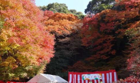 久留米市「宝の山高良山もみじ狩り祭り」江戸時代から続く紅葉の名所