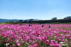 「久留米市コスモスフェスティバル2025」芋掘り体験や物産展、ステージも！