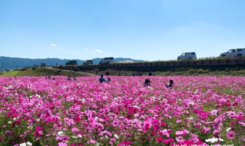 「久留米市コスモスフェスティバル2025」芋掘り体験や物産展、ステージも！