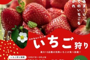 よかもんいちご いちご狩り 12月27日オープン!最大13品種の完熟いちごが120分食べ放題