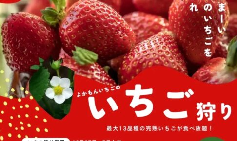 よかもんいちご いちご狩り 12月27日オープン！最大13品種の完熟いちごが120分食べ放題