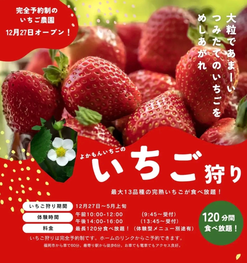 よかもんいちご いちご狩り 12月27日オープン！最大13品種の完熟いちごが120分食べ放題