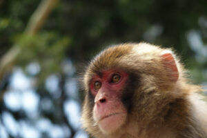 大刀洗町で猿の出没情報 不用意に近づかないように注意