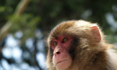 大刀洗町で猿の出没情報 不用意に近づかないように注意