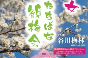 【八女市】谷川梅林「夢たちばな観梅会2026」2日間のみ開放！九州有数の梅の名所