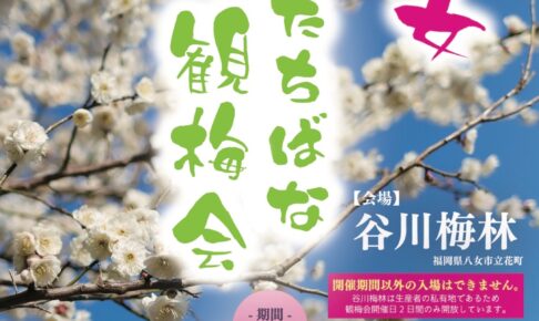 【八女市】谷川梅林「夢たちばな観梅会2026」2日間のみ開放！九州有数の梅の名所