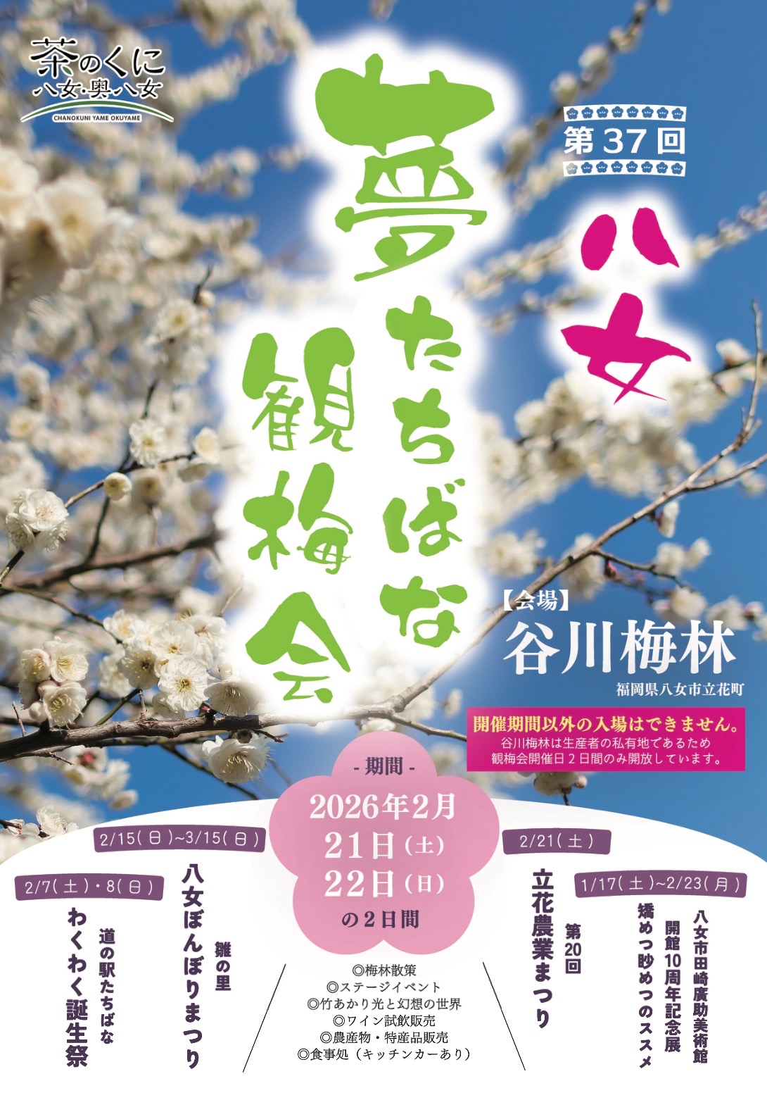 【八女市】谷川梅林「夢たちばな観梅会2026」2日間のみ開放！九州有数の梅の名所