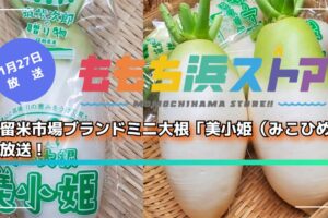 久留米市場 新ブランドミニ大根「美小姫(みこひめ)」を放送!ももち浜ストア