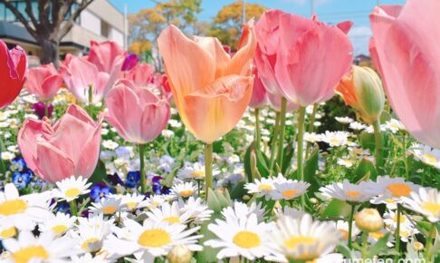 久留米市『石橋文化センター チューリップまつり2026』マルシェやコンサート開催！