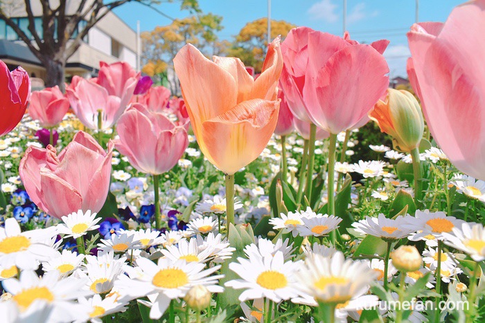 久留米市『石橋文化センター チューリップまつり2026』マルシェやコンサート開催！