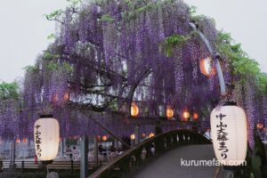 『中山大藤まつり2026』樹齢300余年の藤 夜のライトアップや物産販売【柳川市】