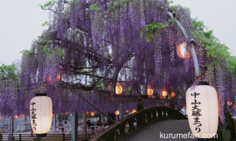 『中山大藤まつり2026』樹齢300余年の藤 夜のライトアップや物産販売【柳川市】