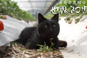 『岩合光昭の世界ネコ歩き』福岡・久留米や筑後、八女、みやま、柳川を放送!