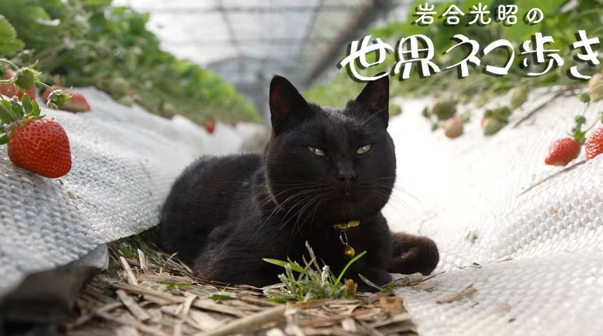 『岩合光昭の世界ネコ歩き』福岡・久留米や筑後、八女、みやま、柳川を放送!