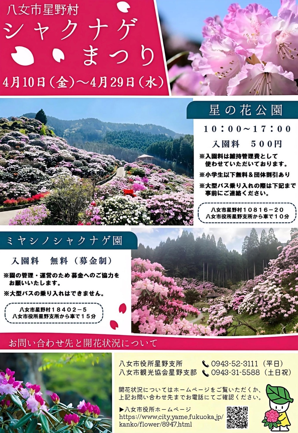八女市星野村シャクナゲまつり2026 星の花公園・ミヤシノシャクナゲ園
