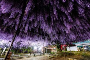 『八女黒木大藤まつり2026』ライトアップや物産展！九州屈指の藤の花【八女市】