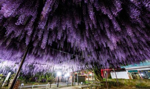 『八女黒木大藤まつり2026』ライトアップや物産展！九州屈指の藤の花【八女市】