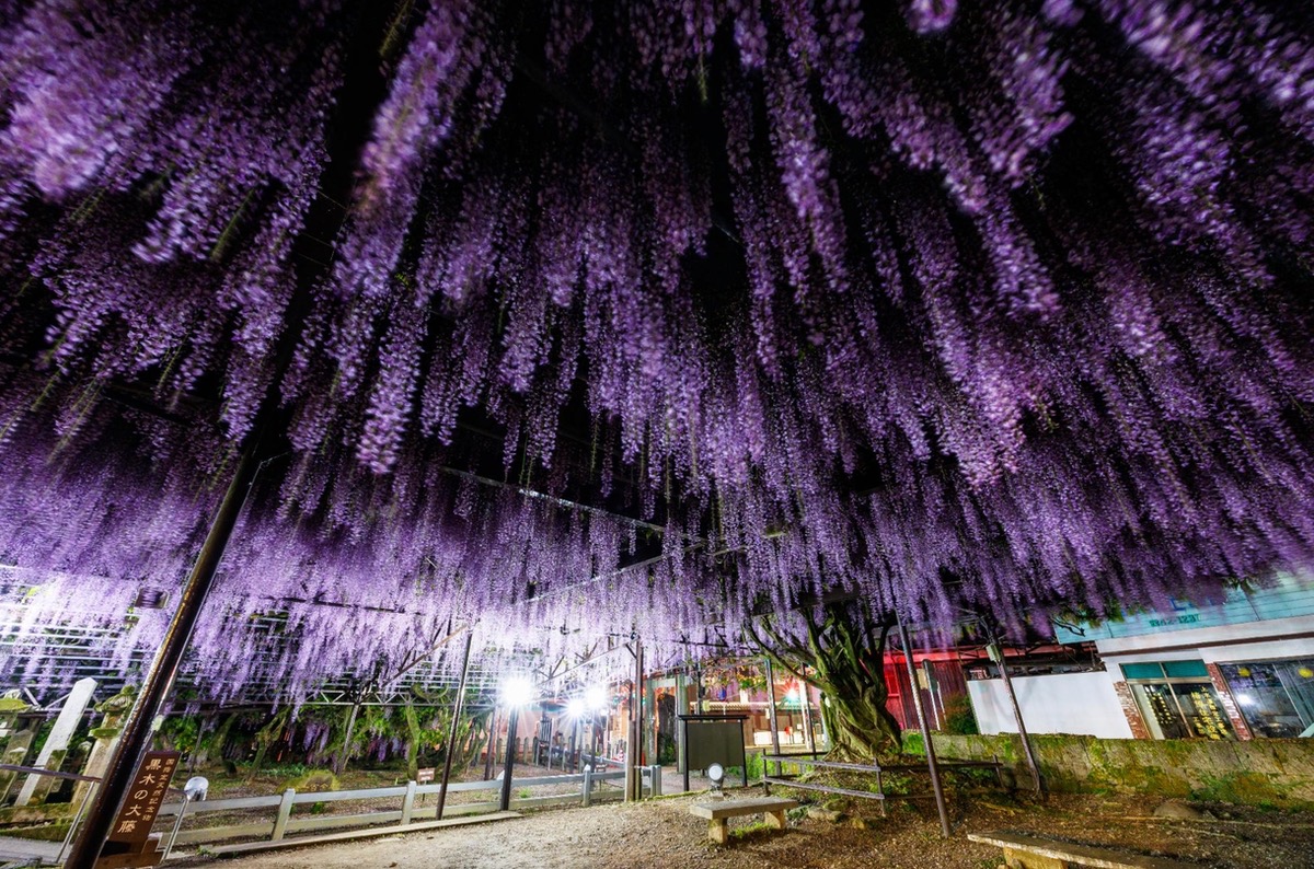 『八女黒木大藤まつり2026』ライトアップや物産展！九州屈指の藤の花【八女市】
