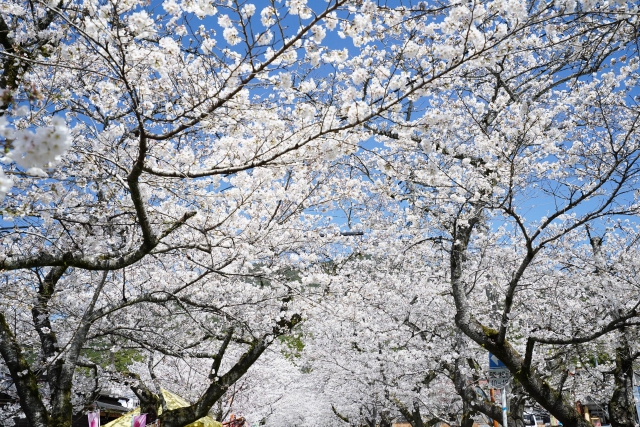 「秋月 杉の馬場通り」筑前の小京都を彩る桜のトンネル（朝倉市）