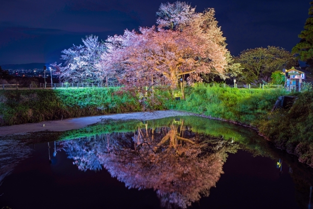 浅井の一本桜ライトアップ 夜桜