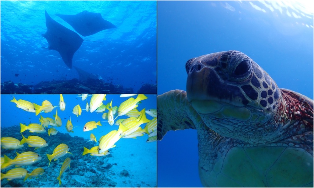 SCUBA DIVING PRO SHOP AQUA（アクア）