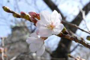 福岡で桜の開花発表2026 平年より2日遅く去年より1日早い開花【3月24日】