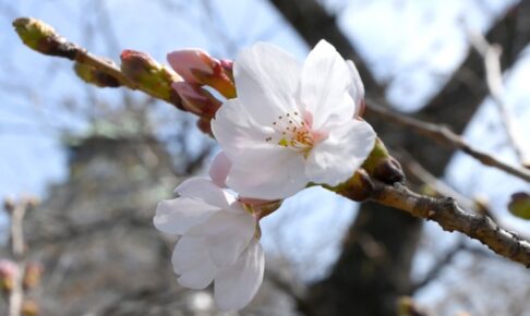 福岡で桜の開花発表2026 平年より2日遅く去年より1日早い開花【3月24日】