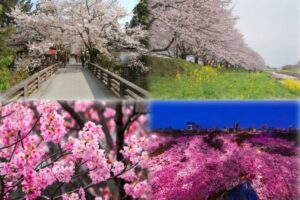 『福岡県民１万人に聞いた！思い出の“桜”総選挙』ランキングトップ10を発表！