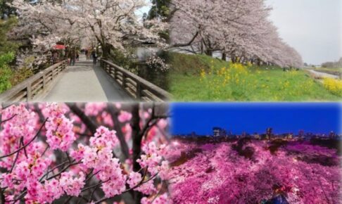 『福岡県民１万人に聞いた！思い出の“桜”総選挙』ランキングトップ10を発表！